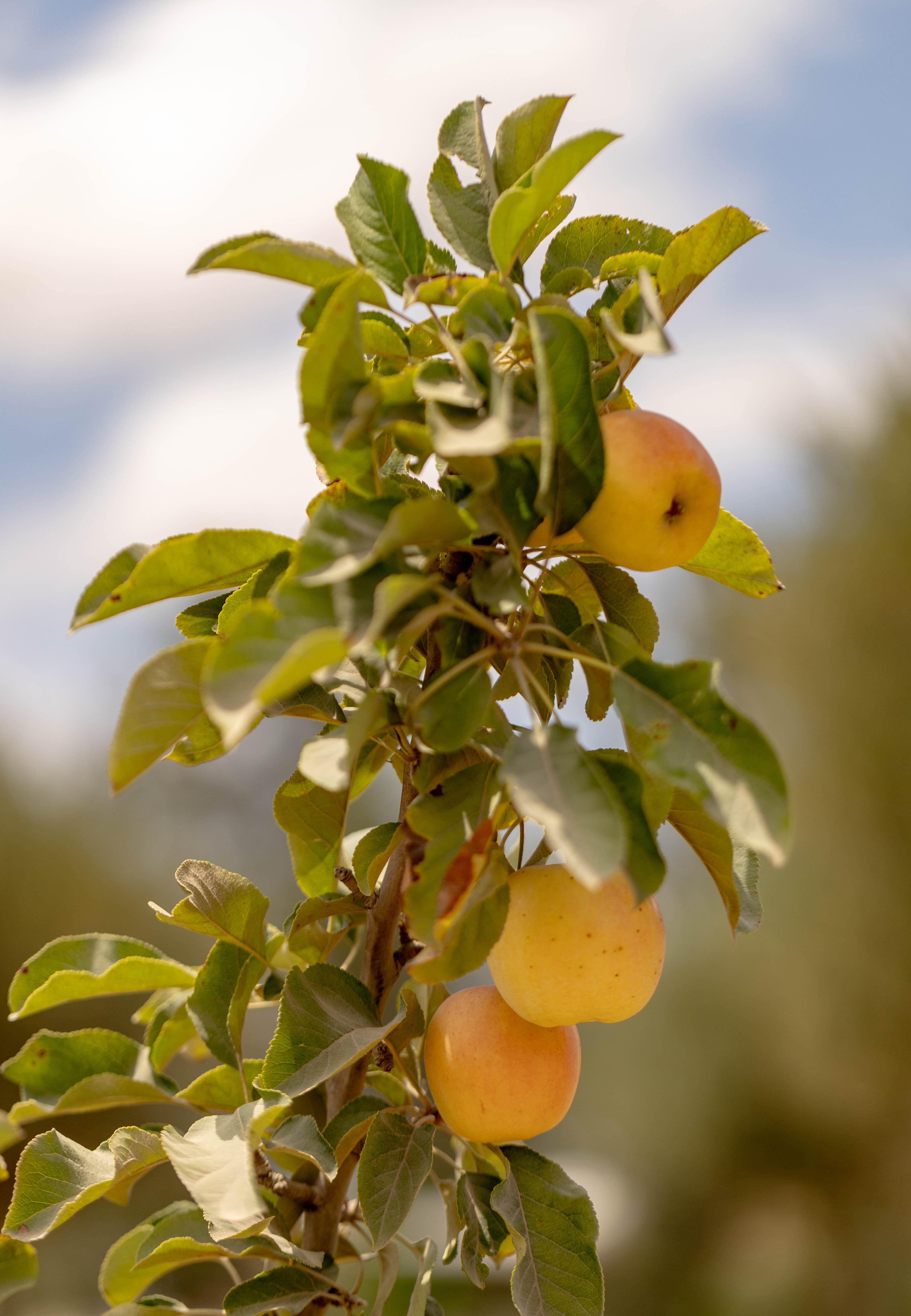 Branche du verger chargée de fruits dans la lumière du domaine